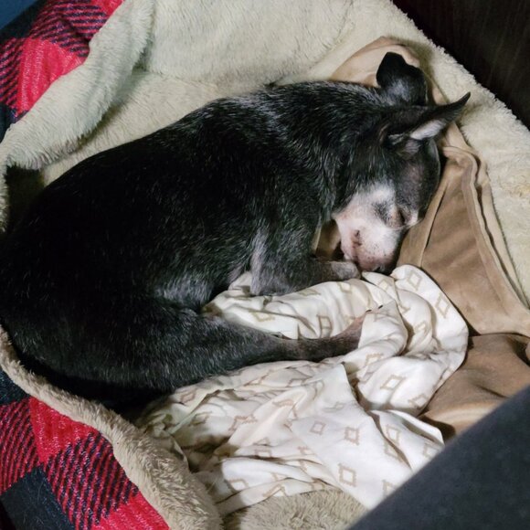 The Pepe' Animal Foundation !!!!! - Picture 6 of 12